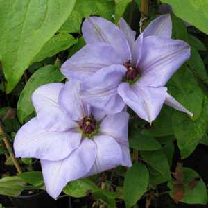 Clematis Alice Fisk (Climber)