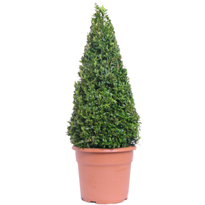 Buxus Sempervirens Pyramid/Cone (Box/Topiary Plant) 7.5ltr