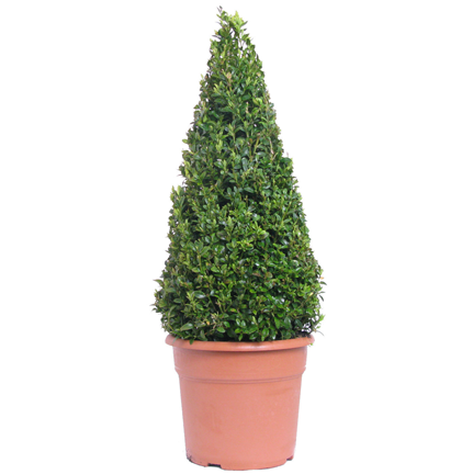 Buxus Sempervirens Pyramid/Cone (Box/Topiary Plant) 7.5ltr