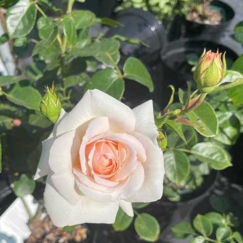 Buy Penny Lane Climbing Roses Uk Buy Climbing Roses Online