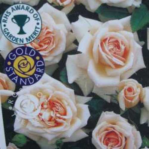Buy Penny Lane Climbing Roses Uk Buy Climbing Roses Online