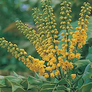 Mahonia Media Winter Sun