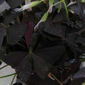 Oxalis Triangularis (Purple Shamrock) 12cm Pot