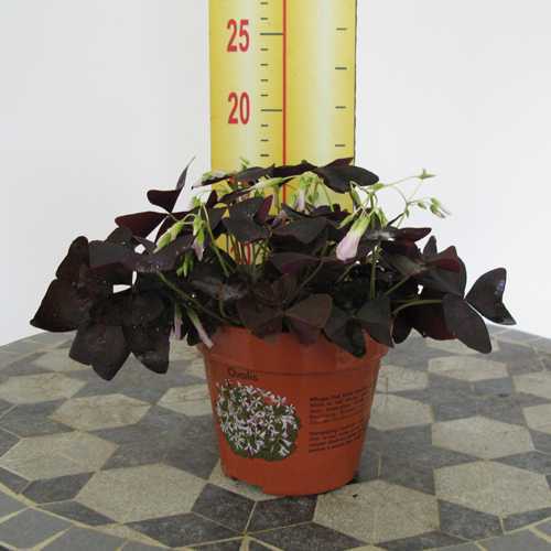 Oxalis Triangularis (Purple Shamrock) 12cm Pot