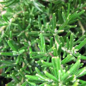 Rosemary (Rosmarinus) Prostratus