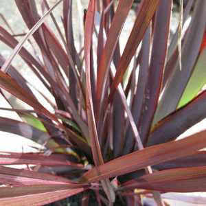 Phormium Bronze Baby (New Zealand Flax)