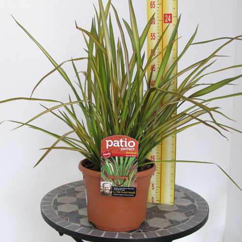 Phormium Apricot Queen (New Zealand Flax) 5Ltr