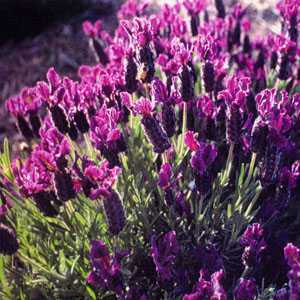 Lavender Regal Splendour Lavander/Lavandula Stoechas French Lavender