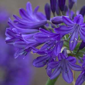 Agapanthus Northern Star Lily (Lily Of The Nile)