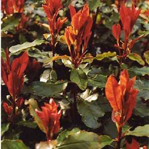 Photinia x Fraseri 'Curly Fantasy' (Hedging) 3 Ltr