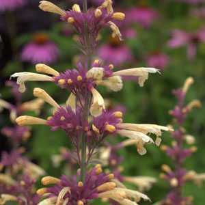 Agastache 'Summer Glow' (Hummingbird Mint))