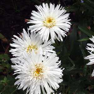 Leucanthemum Beaute Nivelloise