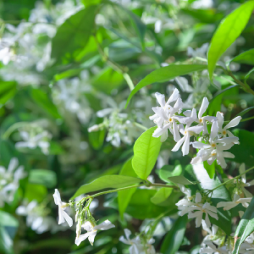 Trachelospermum Jasminoides (Star Jasmine)