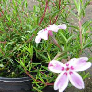 Phlox Subulata Candy Stripes