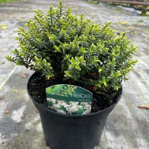 2310_500_103616_Hebe_Odora_Pot_300.jpg