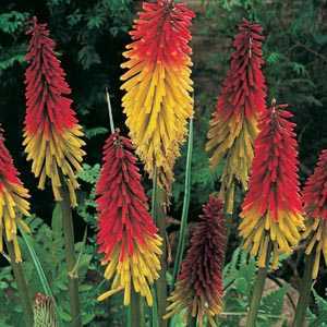 Kniphofia (Red Hot Poker/Torch Lily) 1Ltr