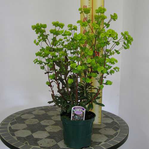 Euphorbia Amygdaloides Purpurea (Wood Spurge)