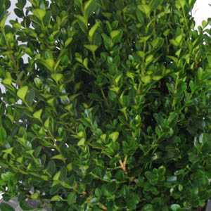 Buxus Sempervirens Box Hedging