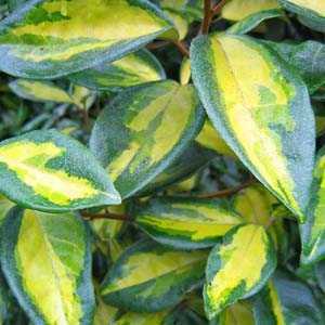 Elaeagnus Ebbingei Gilt Edge