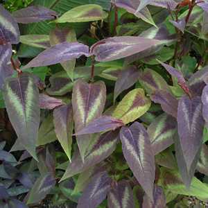 Persicaria 'Red Dragon' 3 Ltr
