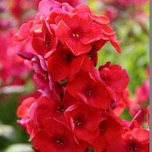 Phlox Red Flame 3 Ltr
