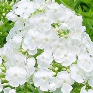 Phlox Paniculata White Admiral