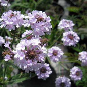 Verbena Rigida Santos Purple