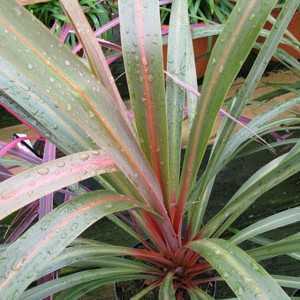 Cordyline Australis Sundance (Cabbage Tree) 3 Ltr