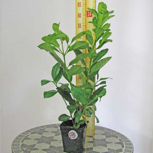 Prunus Laurocerasus Etna (Laurel) Hedging 5050cms 1Ltr