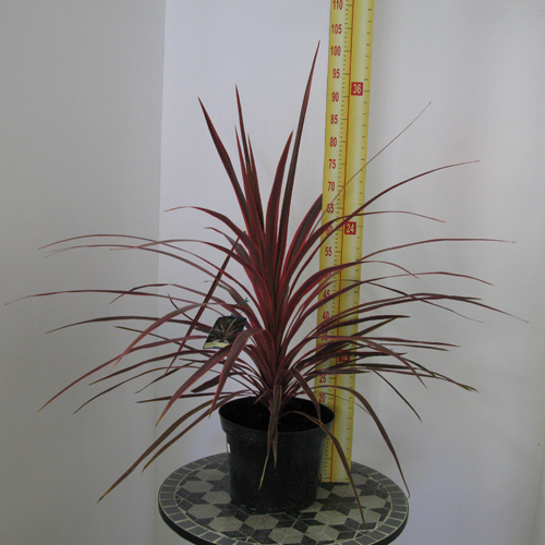 Cordyline Australis Pink Stripe (Cabbage Palm) 7.5Ltr