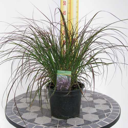 Pennisetum Set. Rubrum Compact (Purple Fountain Grass)