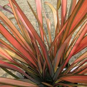 Phormium Flamingo (New Zealand Flax)