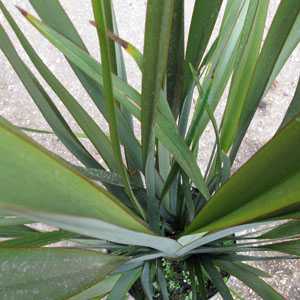 Phormium Tenax (New Zealand Flax)