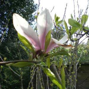 Magnolia Soulangeana