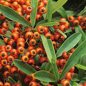 Pyracantha 'Orange Glow' Hedging Plant (Firethorn)