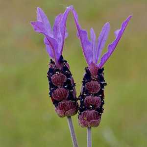 Lavender Lavandula Stoechas 'Papillon' French Lavender