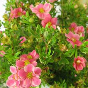 Potentilla Fruticosa 'Pink Paradise'