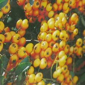 Pyracantha 'Golden Charmer' Hedging Plant (Firethorn)