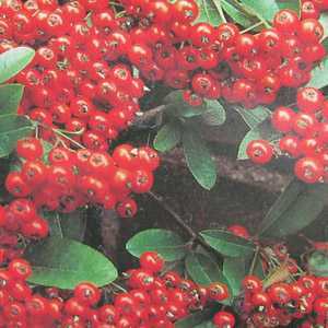 Pyracantha 'Mohave' Hedging Plant (Firethorn) 3Ltr