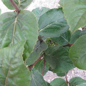 Viburnum Carlesii Aurora