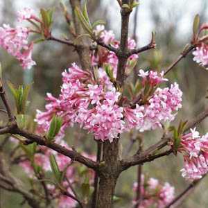 Viburnum bodnantense Dawn