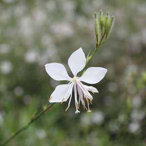 Gaura Lindheimeri 'Whirling Butterflies