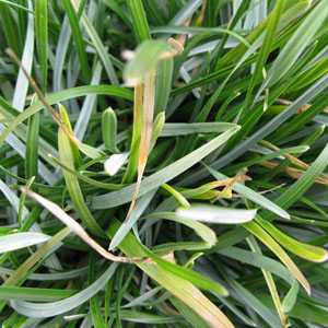 Sesleria Caerulea (Blue Moor Grass) 2-3ltr