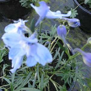 Delphinium grandiflorum 'Summer Blue' 2Ltr Pot