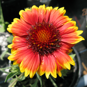 Gaillardia aristata 'Arizona Sun'