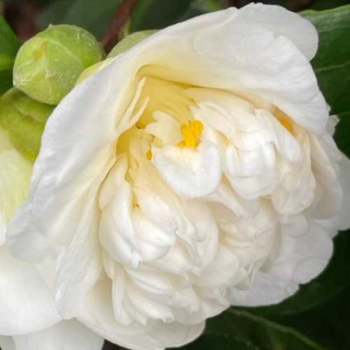 Camellia Japonica Brushfield's Yellow