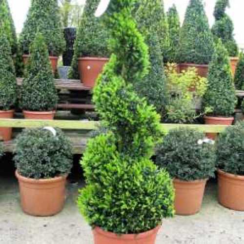 Buxus Sempervirens Spiral (Box Hedge) Plant Height 125-130cm 15 Litre Pot