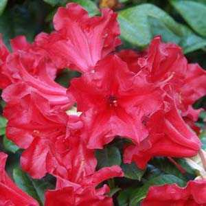 Rhododendron Dwarf 'Scarlet Wonder'