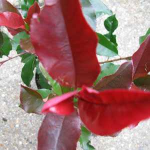 Photinia Fraseri Camilvy  (Hedging)