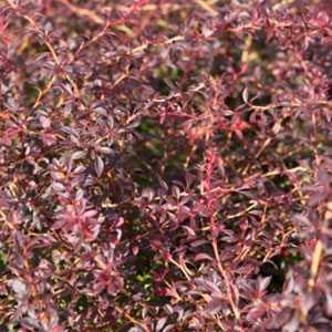 Berberis thunbergii Orange Dream